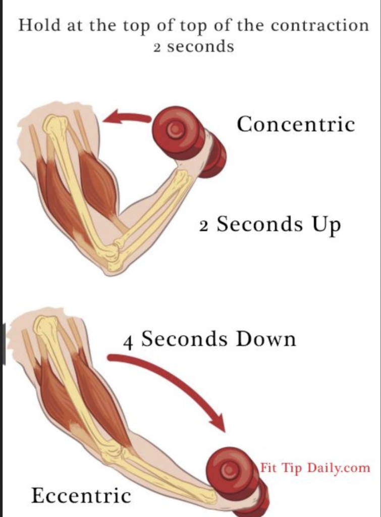Diagram showing the concentric and eccentric phases of a dumbbell curl.