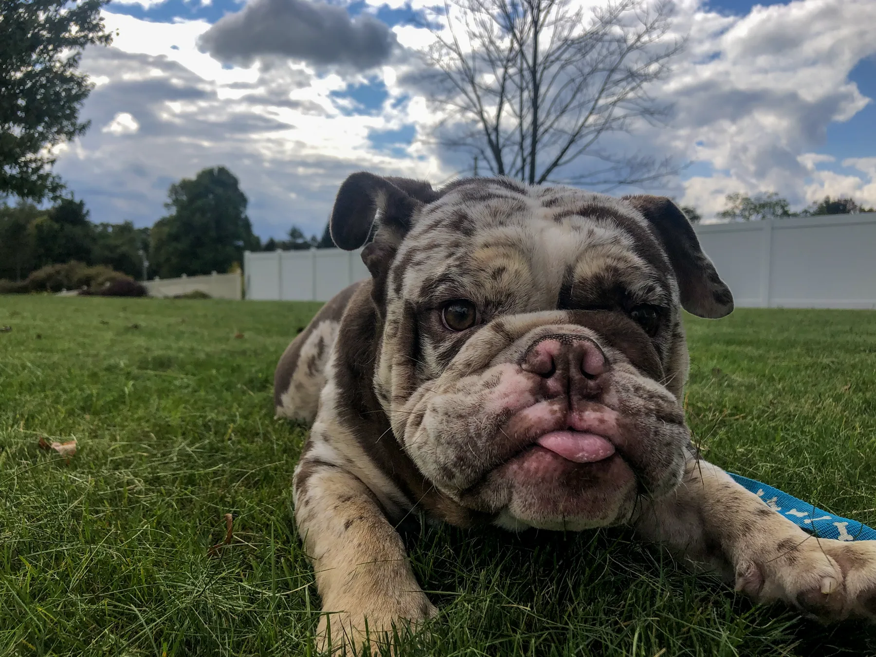 Louie resting in the grass